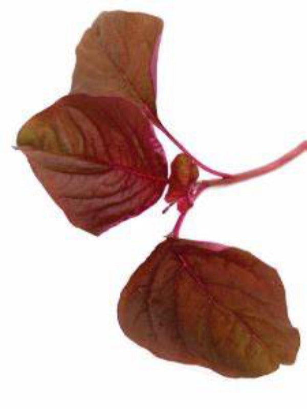 Amaranthus Red (लाल माठ) 250Gm