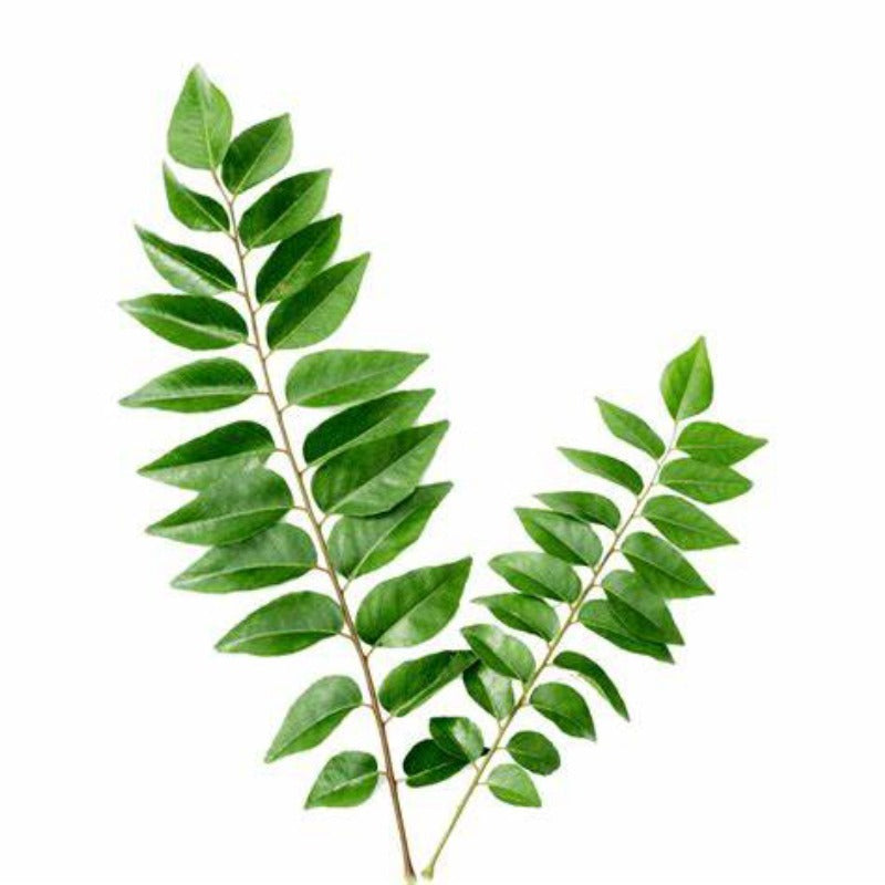 Curry Leaves (कड़ी पत्ता) 25Gm